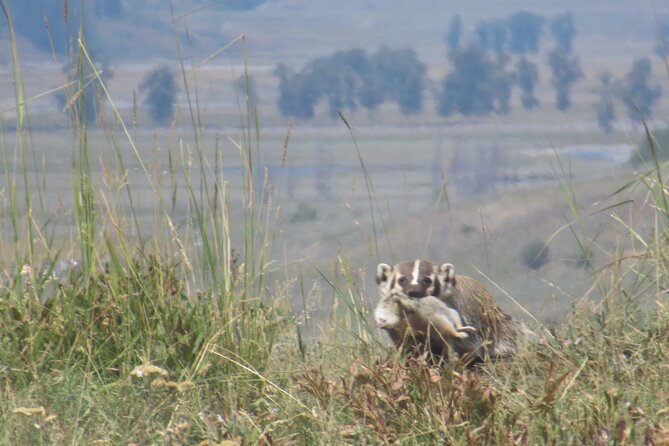 Lamar Valley Safari Hiking Tour with Lunch - Final Thoughts: Is It Worth It?