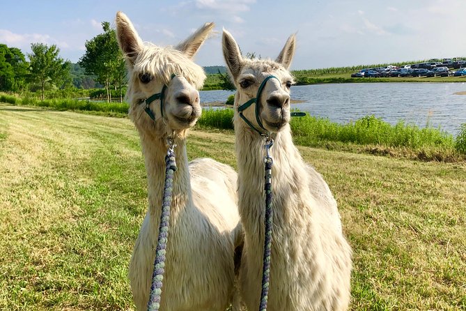 Llama/Alpaca Hike and Farm Tour - Learning About Fiber and Farm Life