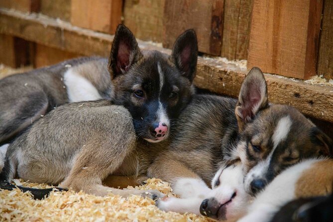 Musher's Camp and Gold Panning Adventure - Final Thoughts