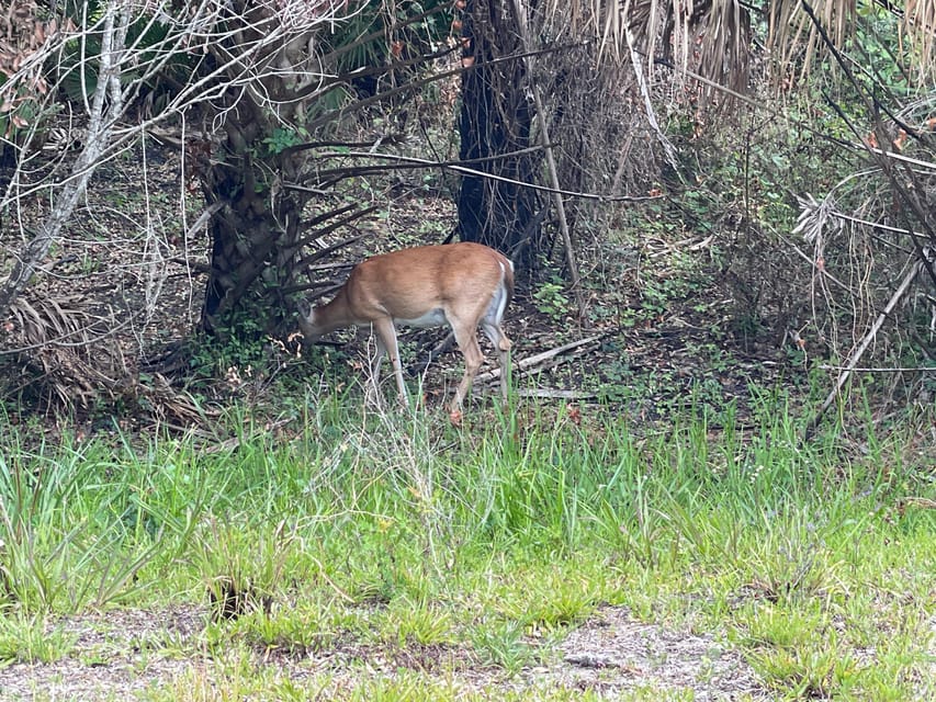 Sarasota: Myakka State Park E-bike Safari Experience - FAQ