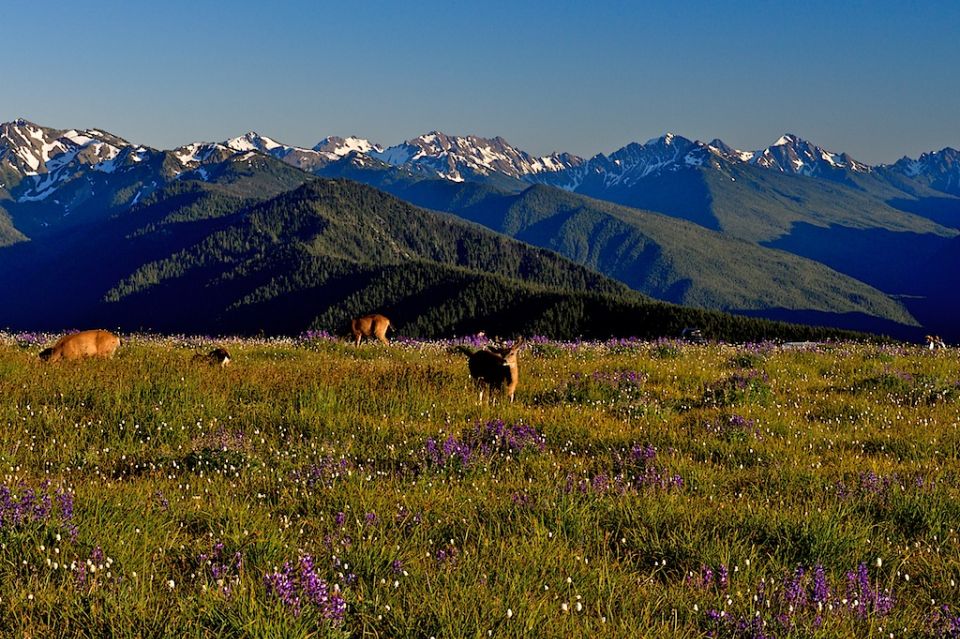 Seattle: Olympic National Park Small-Group Tour - Is It Worth the Price?