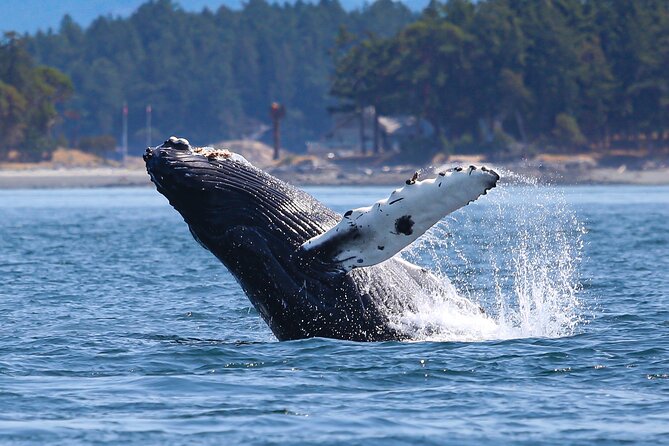 Whale Watching + Deception Pass Tour from Seattle - FAQs