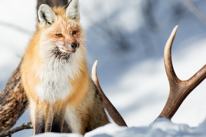 Yellowstone Full Day Winter Tour (With Optional Hike or Snowshoe) - Highlights of the Yellowstone Full Day Winter Tour