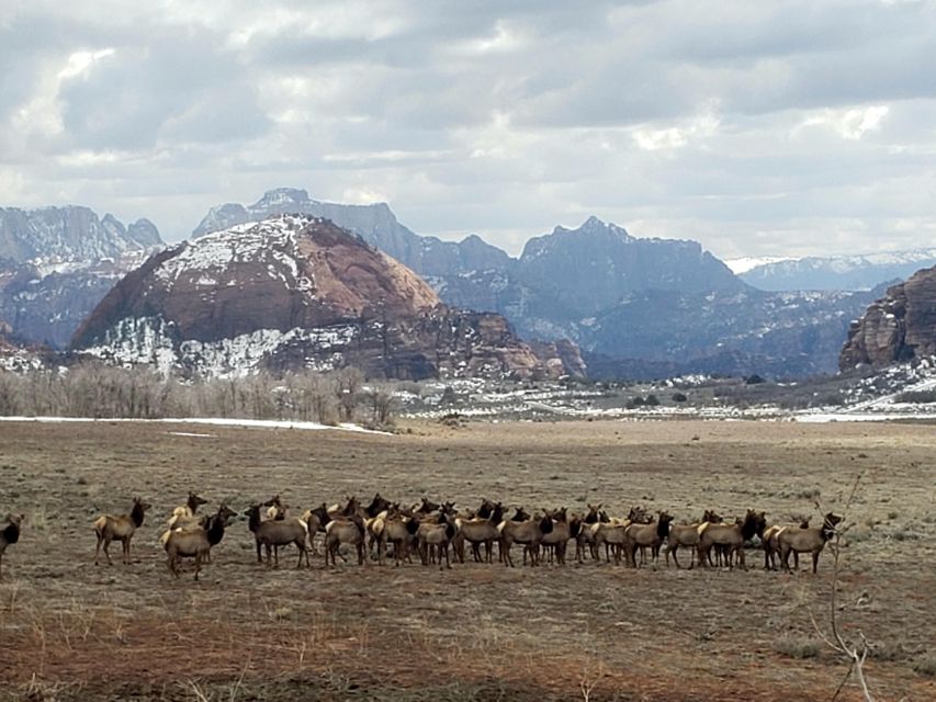 Zion National Park - Kolob Terrace: 1/2 Day Sightseeing Tour - Who Should Consider This Tour?