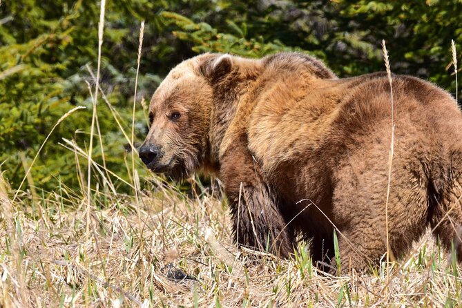 Alaska Bear Viewing Adventure from Seward - Wildlife and Scenic Opportunities