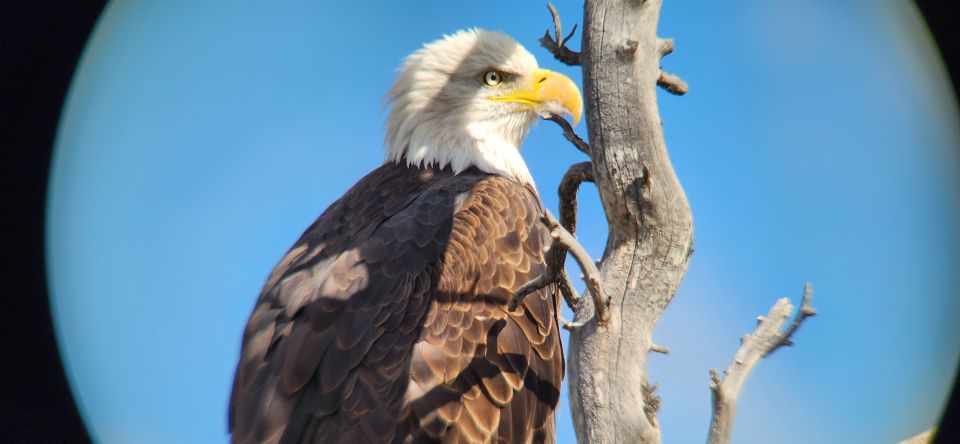 Gardiner: Yellowstone National Park Half Day Guided Hike - Value and Cost