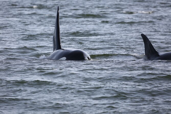 Whale Watching + Deception Pass Tour from Seattle - Final Thoughts