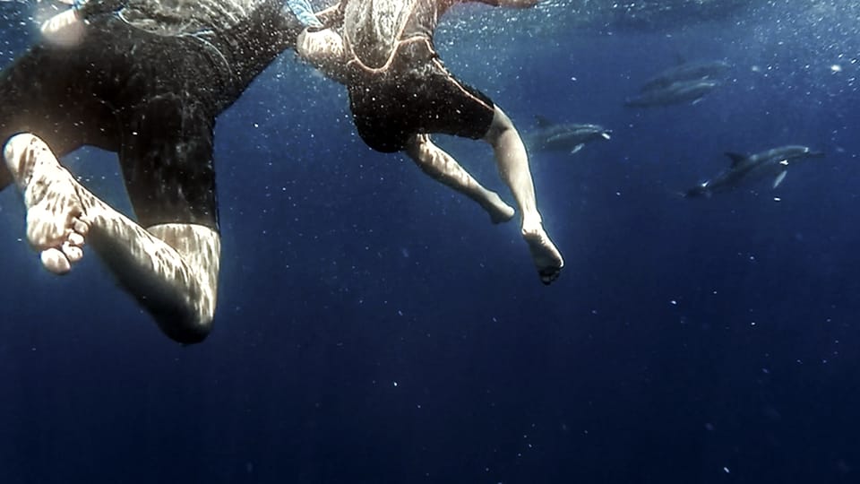 Azores: Swim with Dolphins Atlantic Experience - Frequently Asked Questions