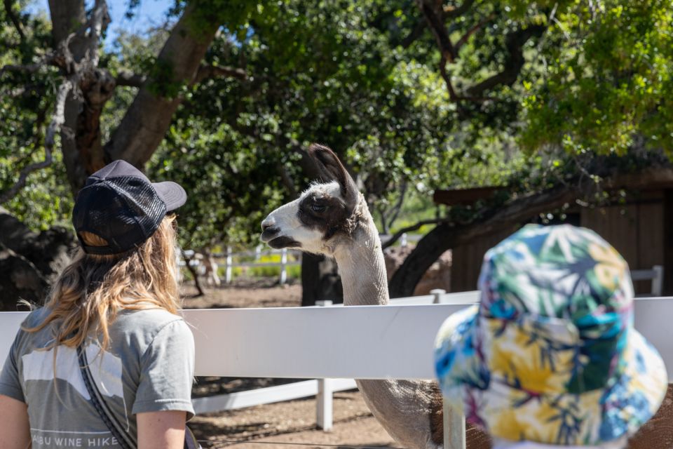 Malibu: Guided Vineyard Hike with Photo Stops and Wine - FAQs