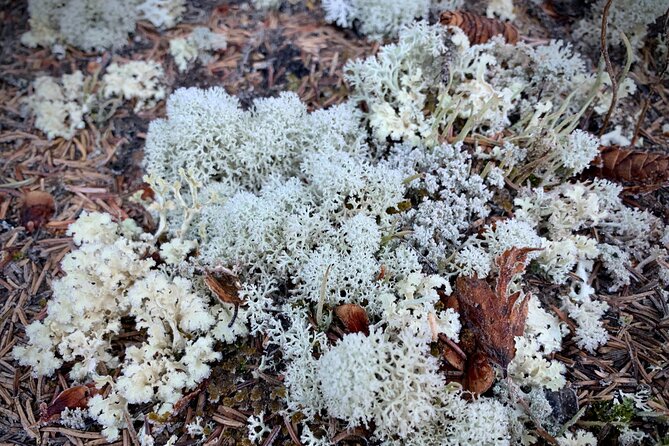 Winter Valley and Forest Hike - FAQ