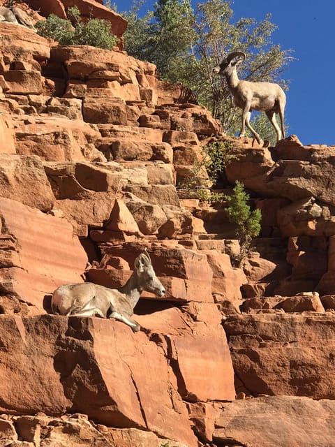 Zion National Park 5-hour Tour: Hike and Drive - FAQ