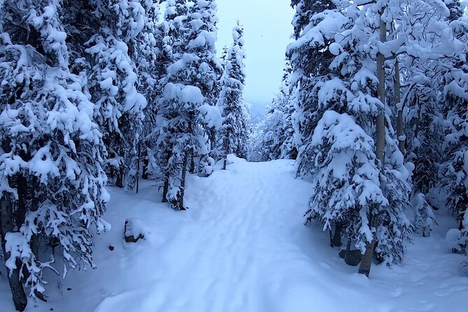 Winter Valley and Forest Hike - Highlights of the Winter Valley and Forest Hike