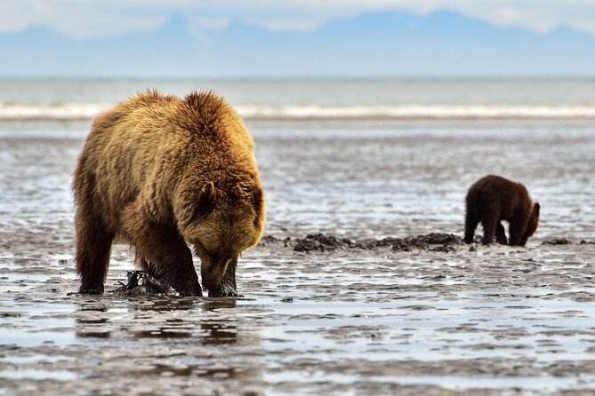 Alaska Bear Viewing Adventure from Seward - Duration and Timing