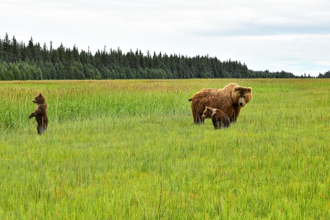 Alaska Bear Viewing Adventure from Seward - Highlights