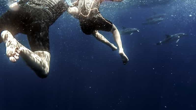 Azores: Swim with Dolphins Atlantic Experience - Highlights of the Azores Dolphin Swim Tour