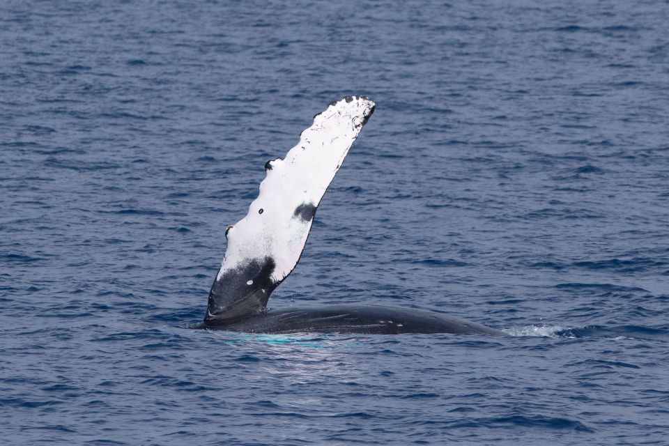 Big Island: Kona Super Raft Whale Watch - Highlights of the Kona Super Raft Whale Watch