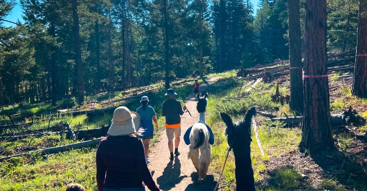 Denver: Llama Hike in the Rocky Mountains - Highlights of the Llama Hike Experience