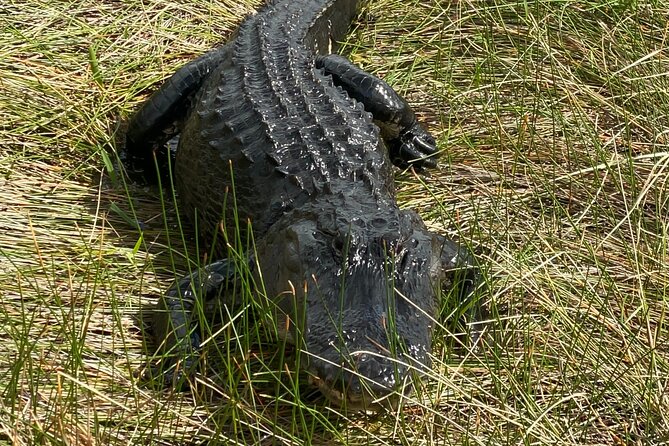Everglades National Park: 3 Hikes + 90 minute Boat Tour + Lunch - Highlights of the Everglades Tour