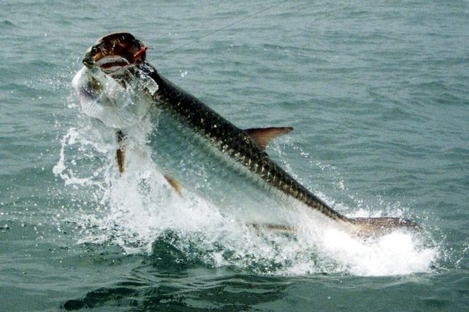 Fort Lauderdale Inshore Fishing Charters - A Detailed Look at the Inshore Fishing Experience