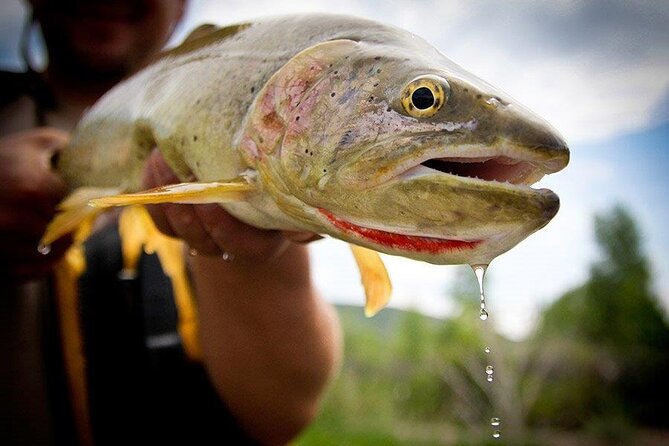 Full Day Montana Fly Fishing Adventure - Highlights of the Full Day Montana Fly Fishing Adventure