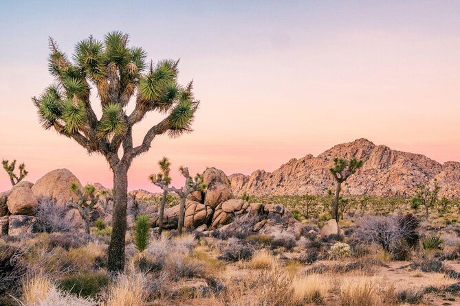 Half-Day Guided Hike in Joshua Tree National Park - FAQs