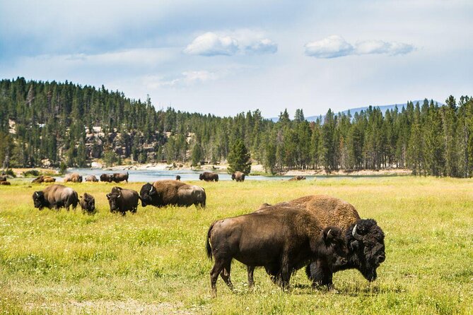 Half-Day Traditional Driftboat Fly Fishing at Jackson Hole - Highlights