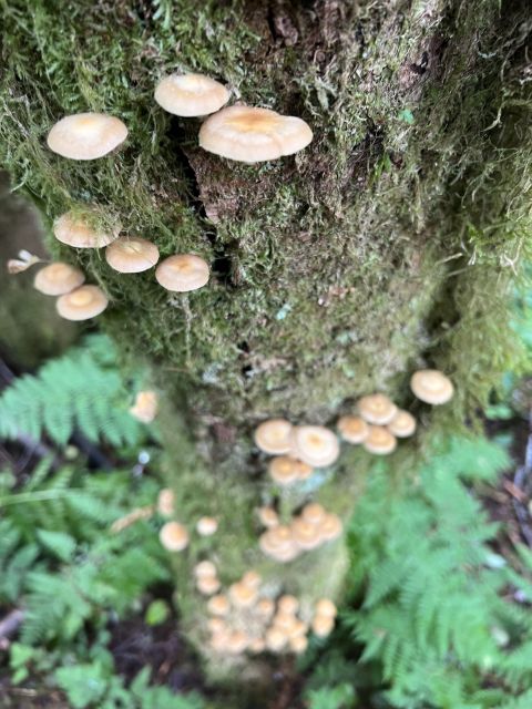 Ketchikan: Tongass Forest Alaska Bigfoot ATV Ride and Hike - Deep Dive into the Tour Experience