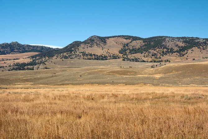 Lamar Valley Safari Hiking Tour with Lunch - What Makes the Lamar Valley Safari Hiking Tour Stand Out