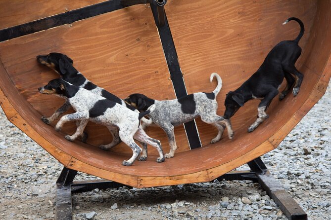 Musher's Camp and Gold Panning Adventure - Highlights of the Musher’s Camp and Gold Panning Adventure