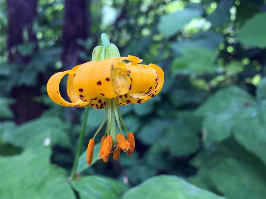 Portland: Silver Falls Hike - Portland: Silver Falls Hike — A Balanced Look at a Scenic Adventure