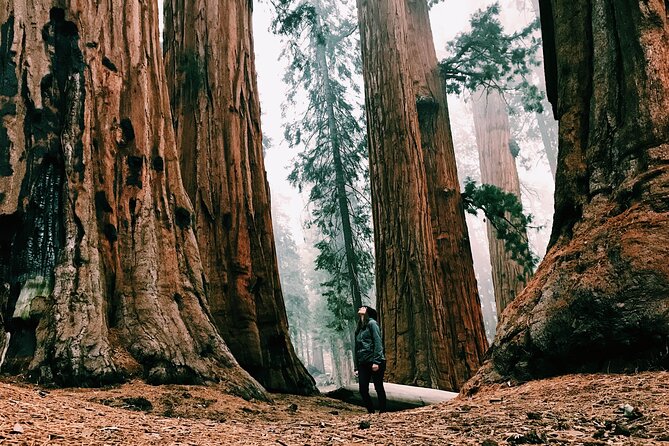 Redwoods Full-day Private Tour and Hike - Introduction