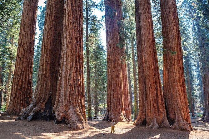 Sequoia Full Day Private Tour and Hike - Highlights