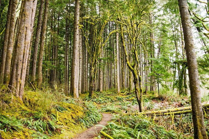 Waterfall Wonderland Hike with Transport - The Waterfalls: Highlights at Every Turn