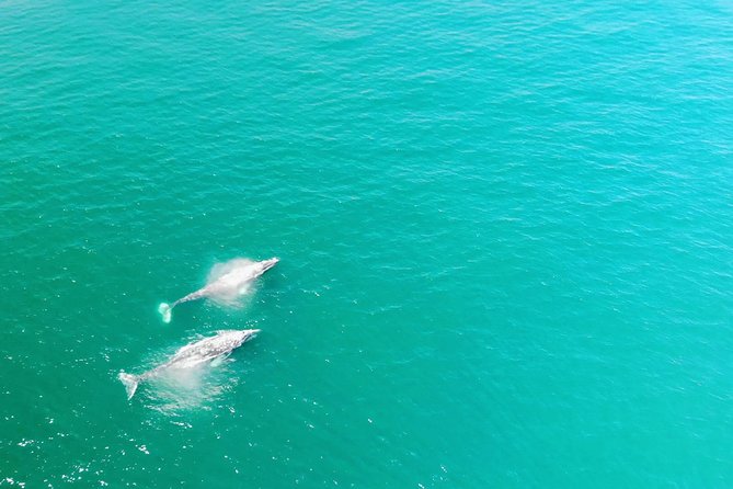 Whale Watching and Fishing Combination Excursions - Highlights