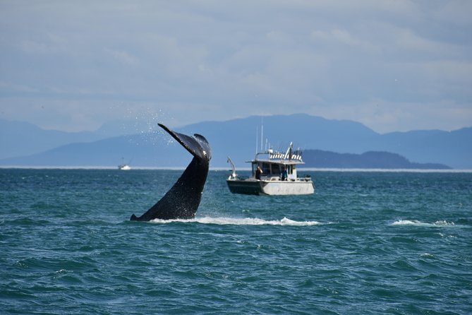 Whale Watching Charters and Bear search through Icy Strat Alaska - Highlights