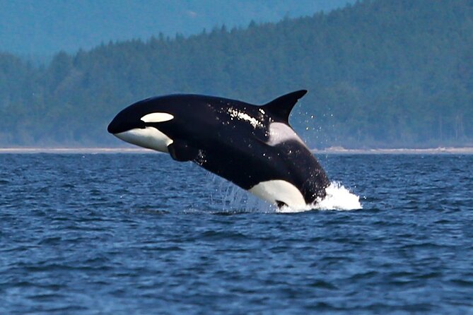 Whale Watching + Deception Pass Tour from Seattle - Highlights