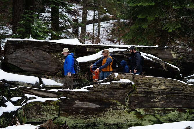 Heart of the Giant Forest Hike - What to Expect from the Heart of the Giant Forest Hike