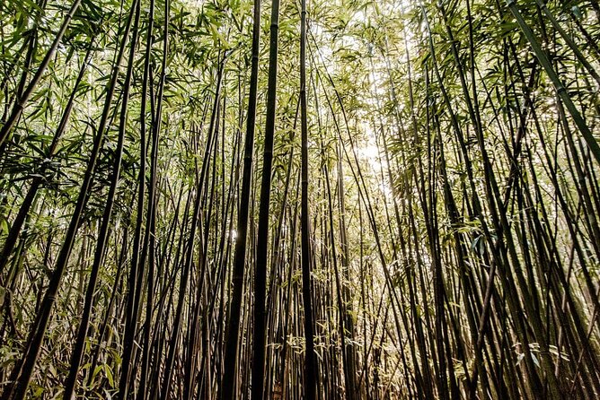 Hike Trail to Waterfall & Nature Walk - Deep Dive into the Experience