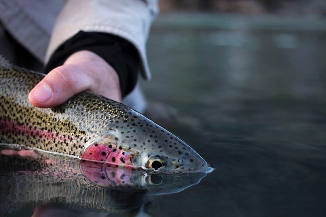 Kenai River Fishing Charter - Who’s This Tour Best For?