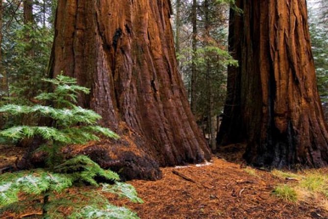 Private Giant Sequoia Grove Hike - Highlights of the Private Giant Sequoia Grove Hike