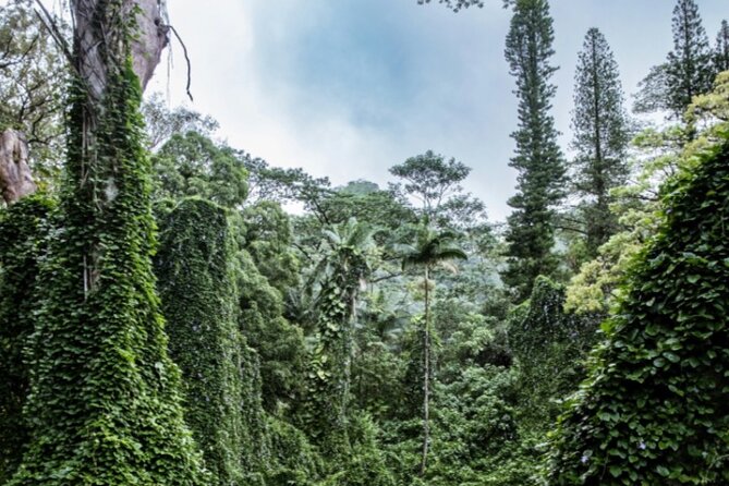 PRIVATE TOUR-Hike Diamond Head & Hawaiian Waterfall - Itinerary & Hike Details: What You Can Expect