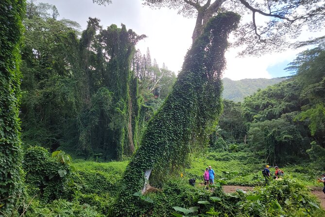 Electric Bike Ride & Manoa Falls Hike Tour - What’s Included and Practical Info for Travelers