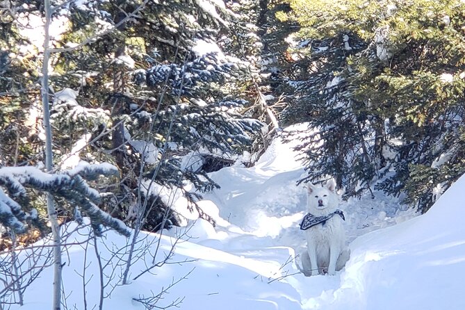 Guided Uinta Forest 3-Mile Hike w/fire + Lunch/charcuterie Stop - The Itinerary in Detail