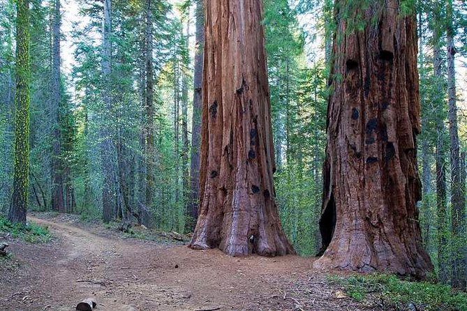 Private Giant Sequoia Grove Hike - The Real Value: Why This Tour Works