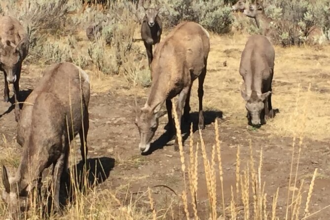 Yellowstone For Kids Family Fun Tour w/PU in West Yellowstone - Inclusives and Extras: Making the Most of Your Day