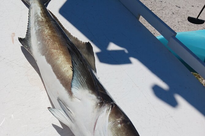 6 Hour Private Fishing Tour in Sarasota with Master Captain Bill - In The Sum Up