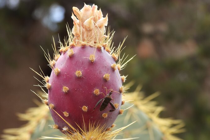 Full Day Hike in Joshua Tree National Park - Who Will Get the Most from This Tour?