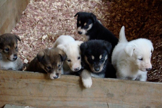 Musher's Camp and S'more Roasting Experience - The Value for Money