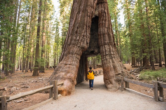 Private Giant Sequoia Grove Hike - What to Expect on Your Sequoia Exploration