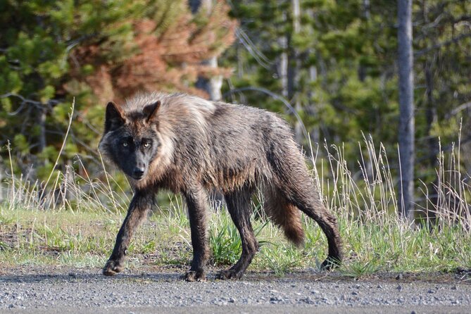 Yellowstone For Kids Family Fun Tour w/PU in West Yellowstone - Final Thoughts: Who This Tour Is Perfect For